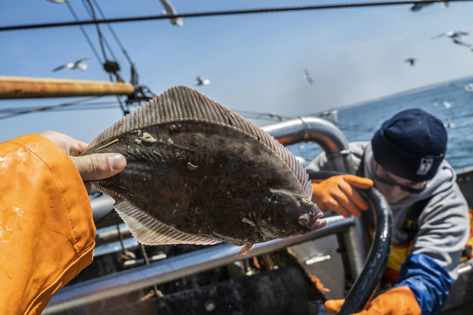 A flatfish held up on the deck of a boat with open water behind (stock photo)