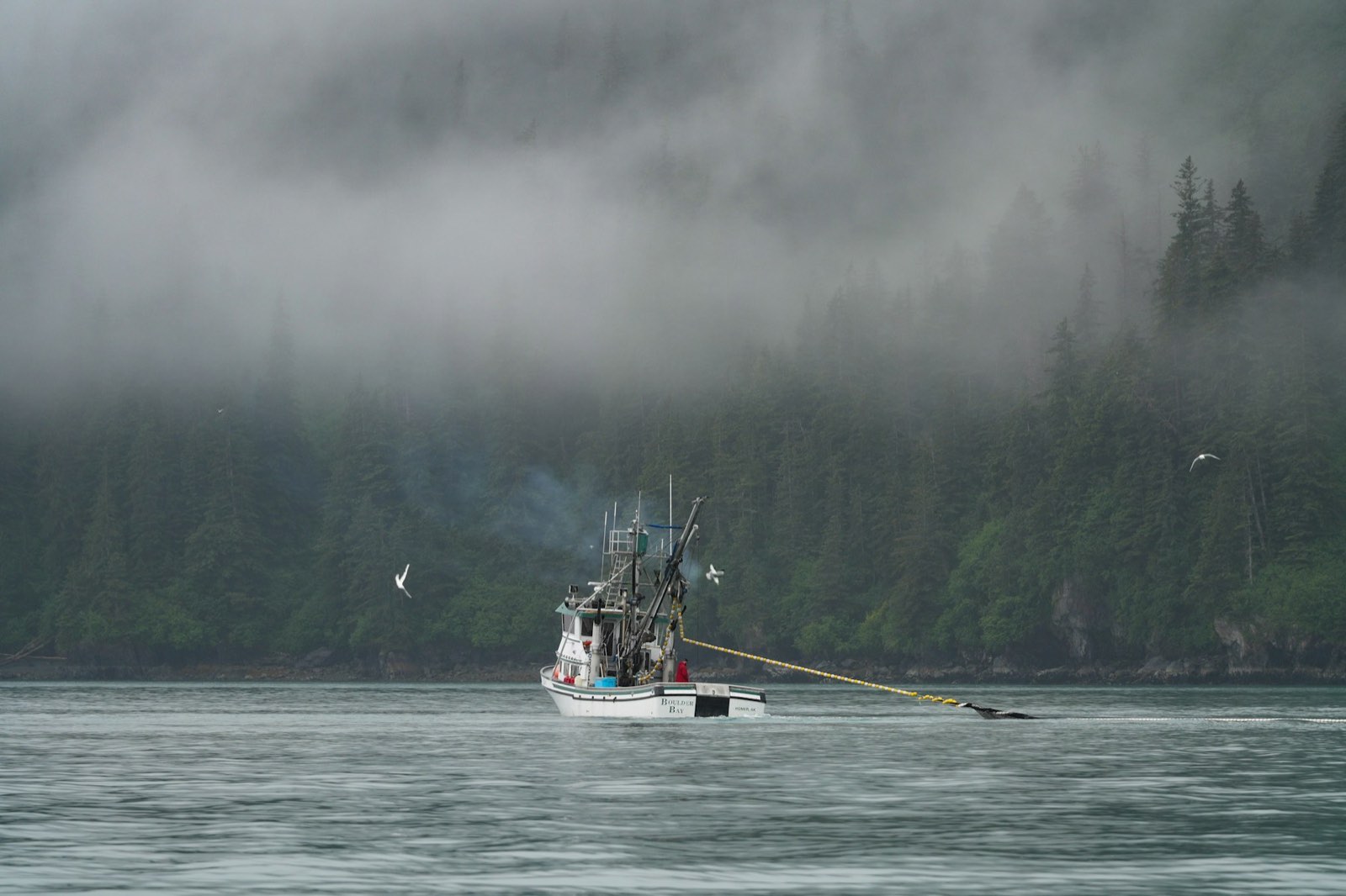 A fishing boat working a forest-lined bay on the north coast (stock photo)