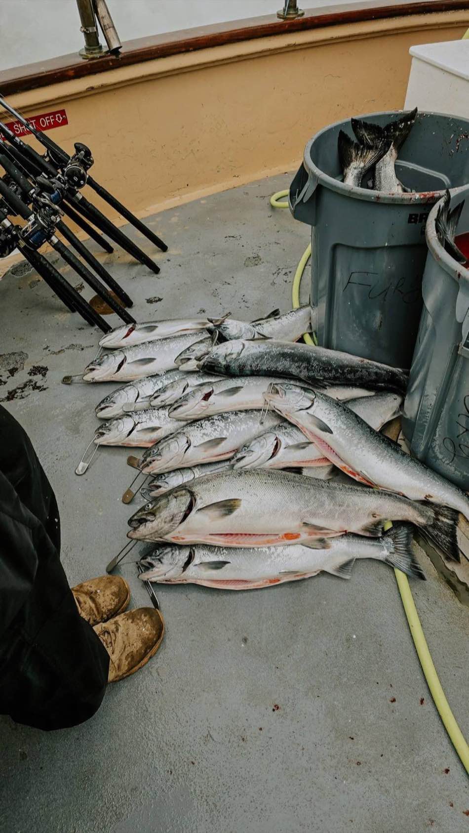 A day’s catch laid out on a charter deck beside the rod rack (stock photo)