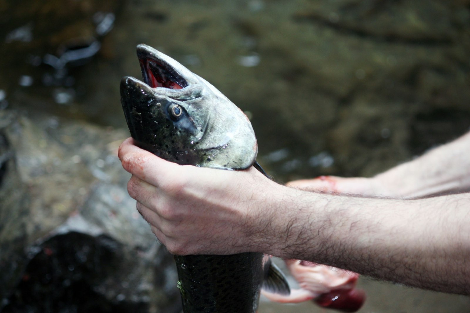 An angler holding a bright salmon over the water (stock photo)